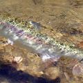 Doug-Elliott_fish-near-surface_2018.jpg