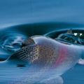 Erich-Franz_fish-on-surface_2018.jpg