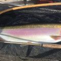 Doug-Elliott_Rainbow-in-net_Blackwater_River_2018.JPG