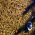 Katy-Watson_Drone_fishing-for rainbows-during-sockeye-run_Stellako-River_2018.jpg