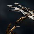 Doug Elliot, Libellula dragon fly 2014 2.jpg