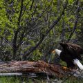 Doug Elliot, Bald Eagle 2014.jpg