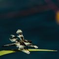 Doug Elliot, Libellula dragon fly 2014 1.jpg