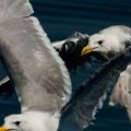 Doug Elliot, gulls 2014.jpg