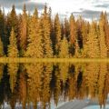 Erich-Franz_fall-trees-reflection_2015.JPG